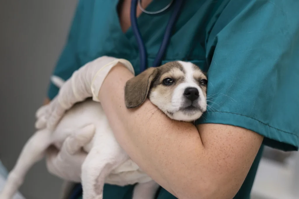 ¿Cómo reducir el estrés de tu perro en sus visitas al veterinario